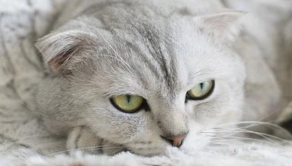 FB体育下载-青年才俊闪耀转会市场，多家俱乐部争逐未来之星，青年才俊,未来可期