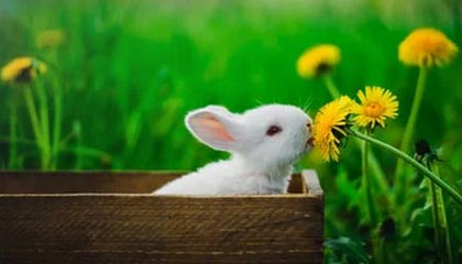 FB体育在线-穿越火线 线上锦标赛完美收官，cf锦标赛手游