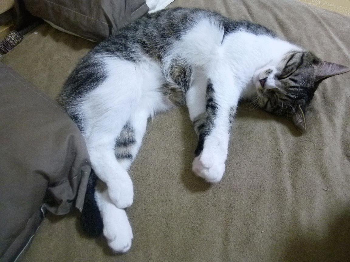 FB体育下载-勒沃库森伤病名单更新，勒沃库森首发