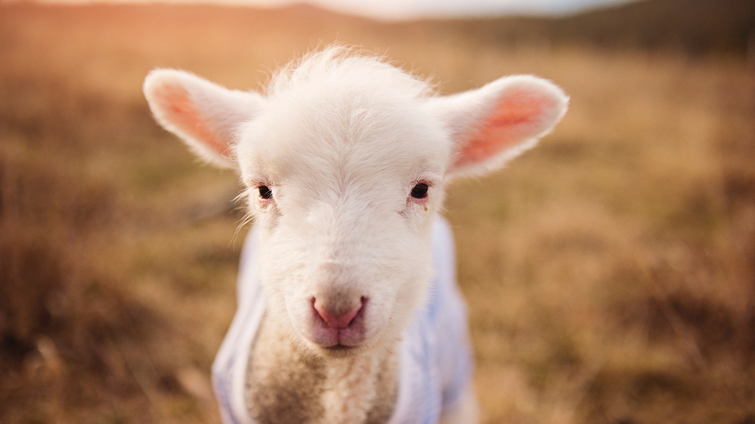 fb体育官网入口-拜仁慕尼黑实现二连胜，夺冠前途一片光明，拜仁慕尼黑全胜夺冠