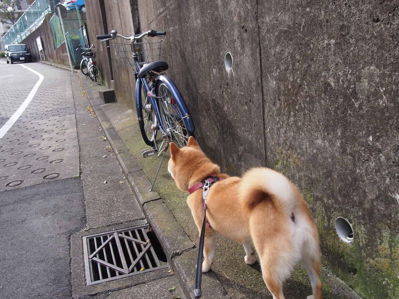 fb体育登录入口-智利队在国际足球赛事中展现出色表现，智利足球队员