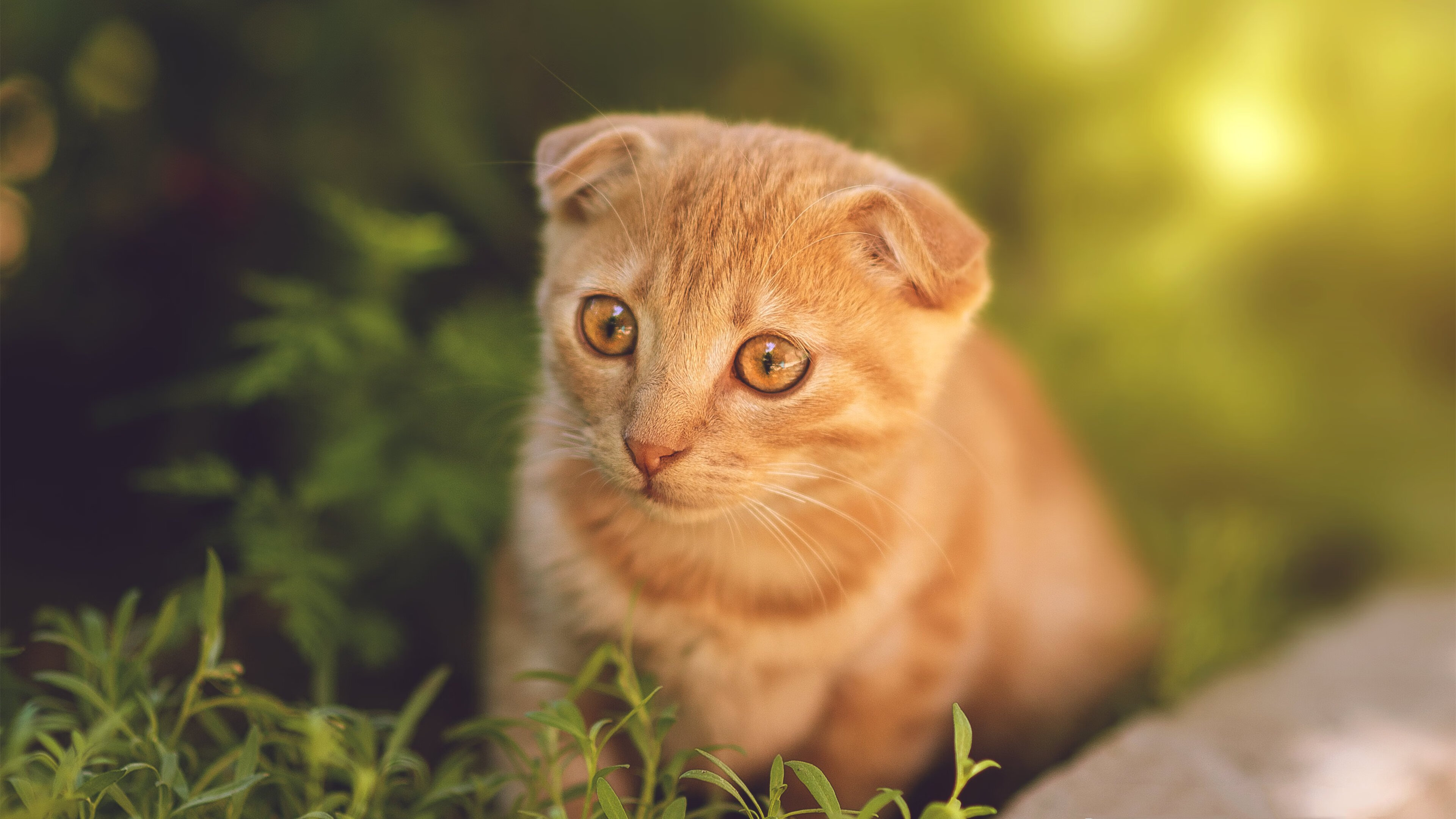 fb体育下载-CBA联盟建立裁判评估反馈机制，cba的裁判水平怎样