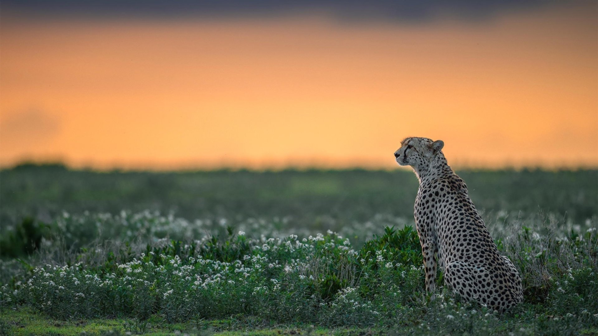澳大利亚队如何借未来的国际赛事获得更多锻炼机会,澳大利亚小组赛